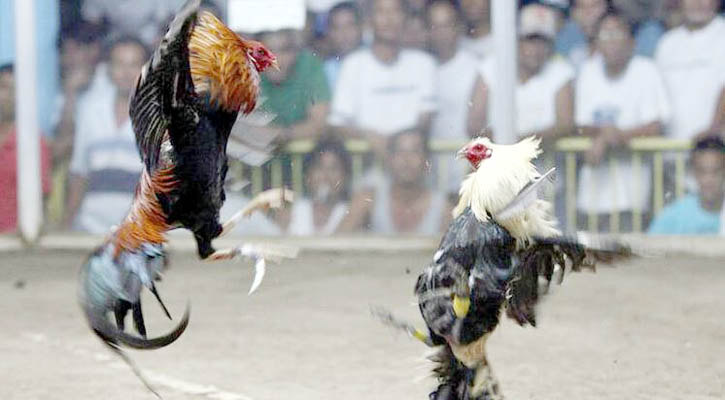 মোরগের আঘাতে পুলিশ কর্মকর্তার মৃত্যু