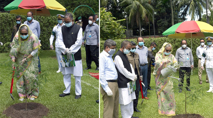 গণভবনে চালতা-তেঁতুল-ছাতিয়ানের চারা রোপণ করলেন প্রধানমন্ত্রী। ছবি: পিআইডি