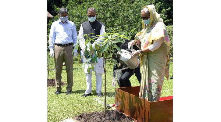 গণভবনে চালতা-তেঁতুল-ছাতিয়ানের চারা রোপণ করলেন প্রধানমন্ত্রী। ছবি: পিআইডি