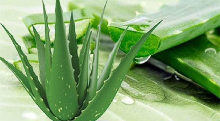 ঘৃতকুমারী (Aloe Vera)